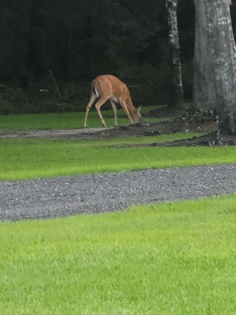 New start naked star archive