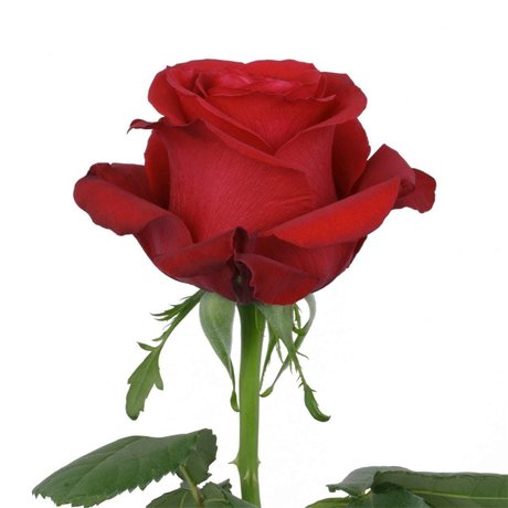 ally rose nude model image