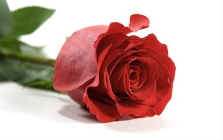 ally rose free star pictures