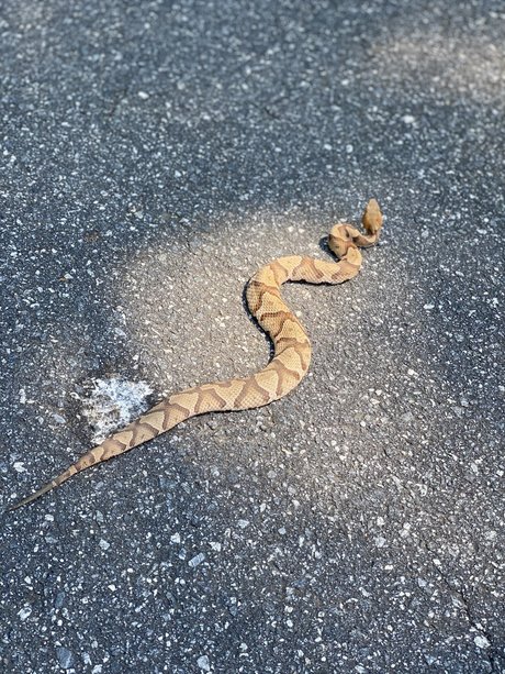 SlingBlade33 free pornstar images