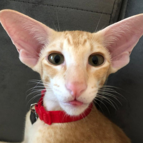 RoyTheCat adult model picture