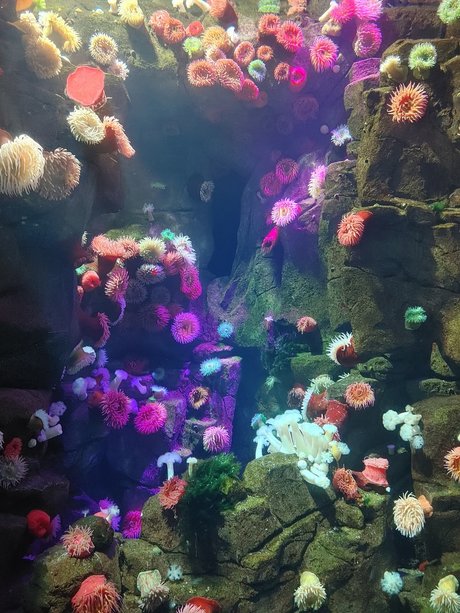 Opal Siren star free pics