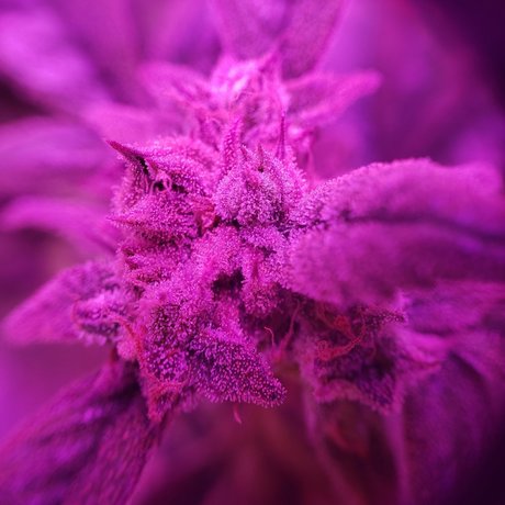 Alana Blaze_ exclusive model pics