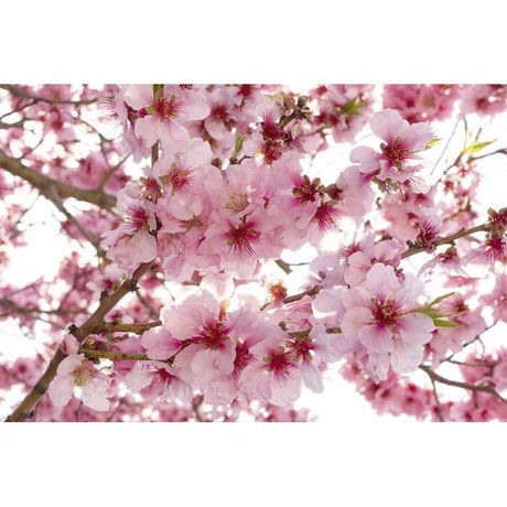 pink mochi best actress image