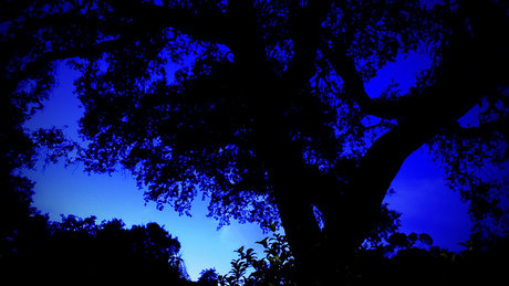 PleasantAme star adult picture