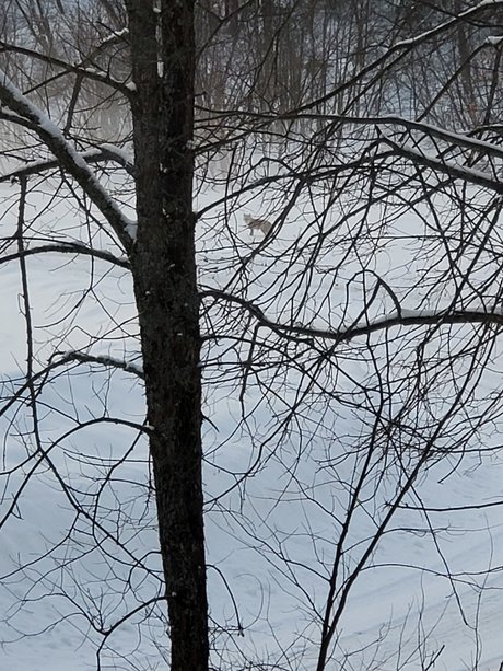 Couple6225 exclusive pornstar photo