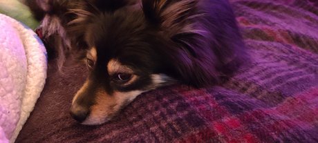 Pomsky Mom exclusive model pics