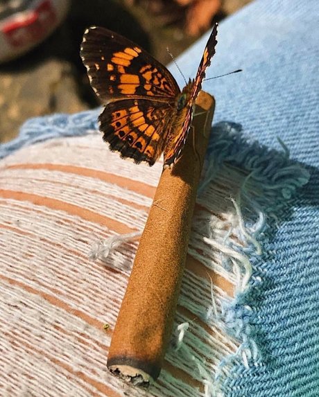 Princess monroe art pornstar pictures