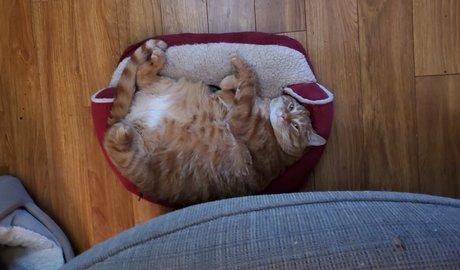 Donnie Bunz pornstar nude gallery