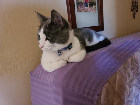 EdenEspi pornstar nude picture