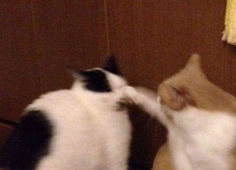 Ram Ranch CEO nice model photo