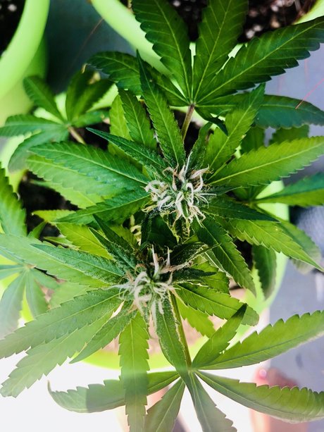 Kay Mella star art photo