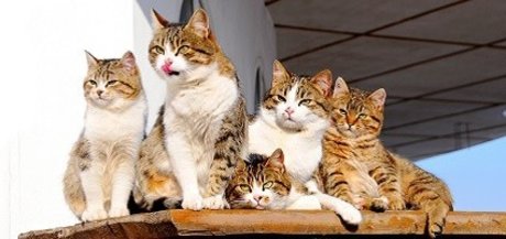 FAT CAT_ pornstar naked images