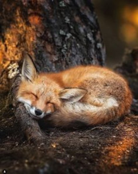 Raposinha_ star naked picture