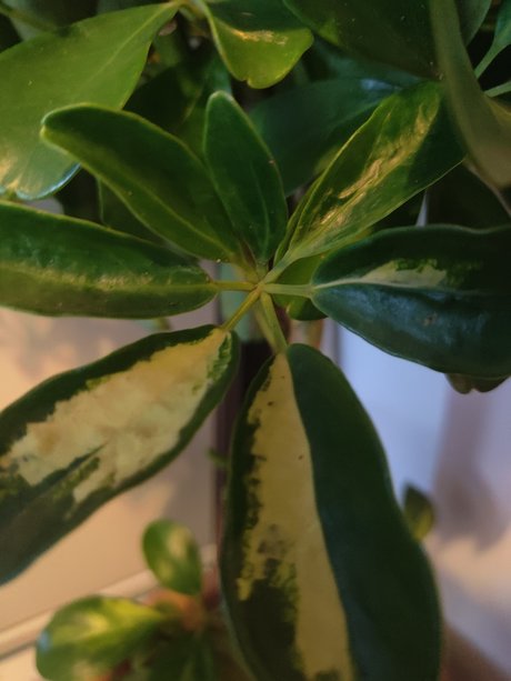 s1utty Shrubbery adult star image