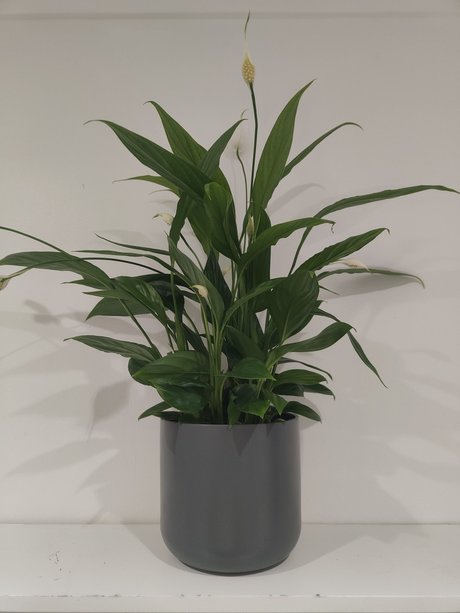 s1utty Shrubbery model nude photo