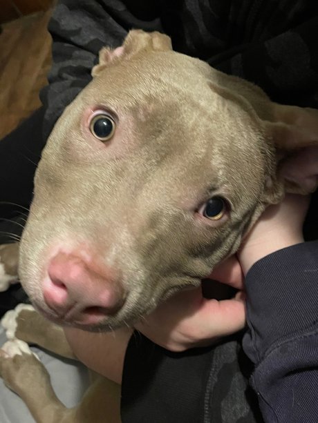 Sarebal beautiful actress gallery