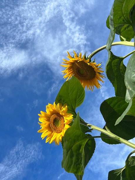 Szafyna best model pictures