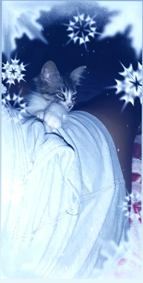 Lulita art star images