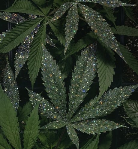 Sexy Sativa nice actress pictures