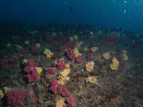 Anders naked star pic