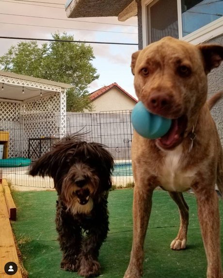 TwoPerritosLocos adult model pictures