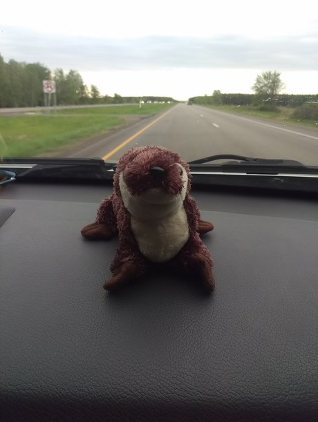 Otter On a Roadtrip top star pictures