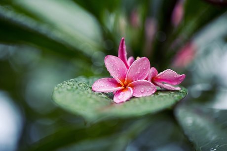 Zippy Lomax adult star galleries