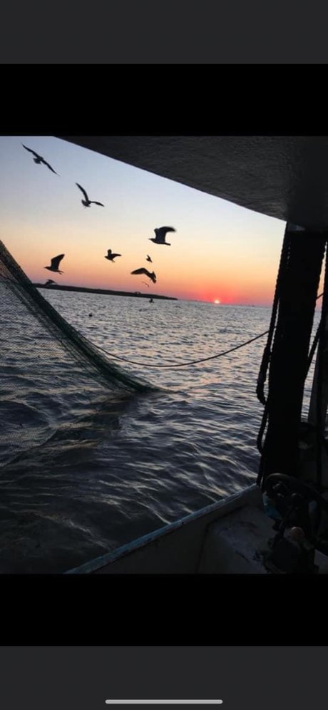 Kitty cat beautiful model archive