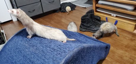 Ferret Fuzz Butts naked pornstar pic