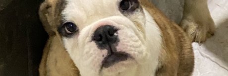 Paulo Teixeira xxx star photos