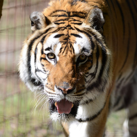 HiddenTiger Red erotic pornstar img