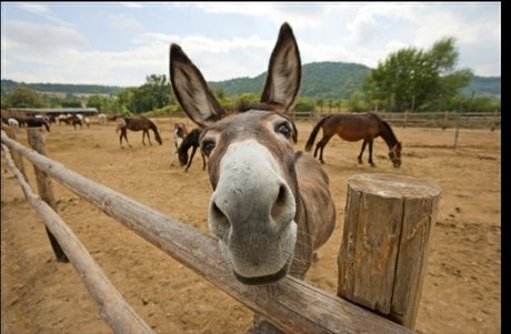 Burro Donkey star high quality images