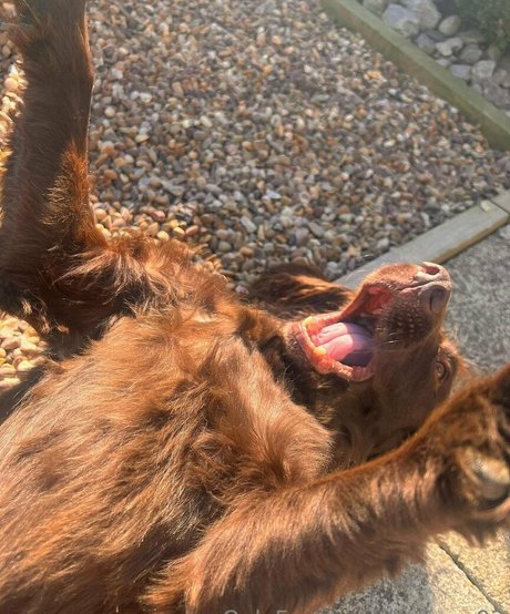 leorose02 pornstar free picture