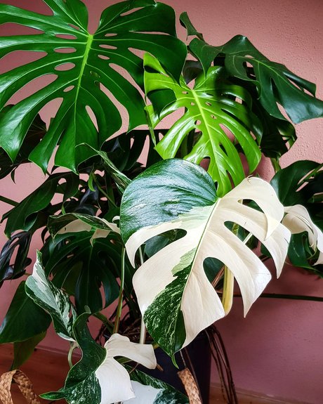 Monstera Mania star porn images