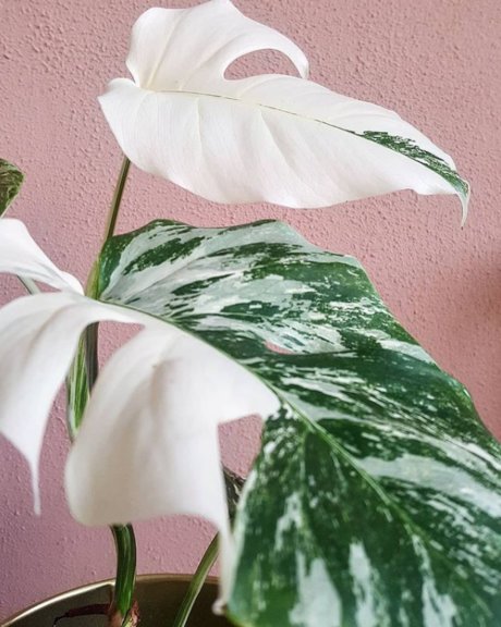 Monstera Mania star high quality pics
