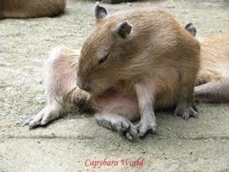 Sexy capy star free image