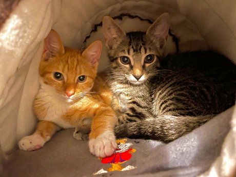 Justin Smith nude pornstar gallery