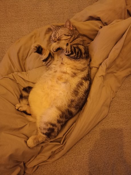 Ukrainian Cat Luchik model sexy picture