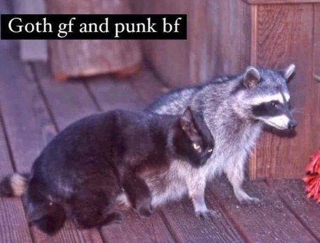 Tommy and Aynnnje FTW star adult pics