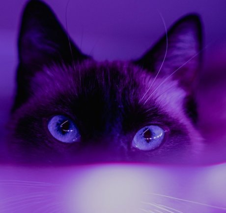 Mz Stevie hd model pictures