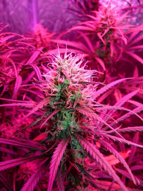 ThickEBickE pornstar xxx gallery