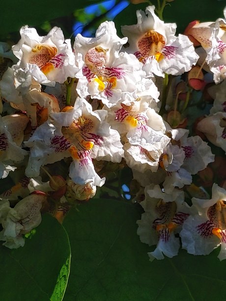 losgryfog perfect star picture