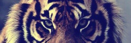 Tiger Papi_ porn actress images