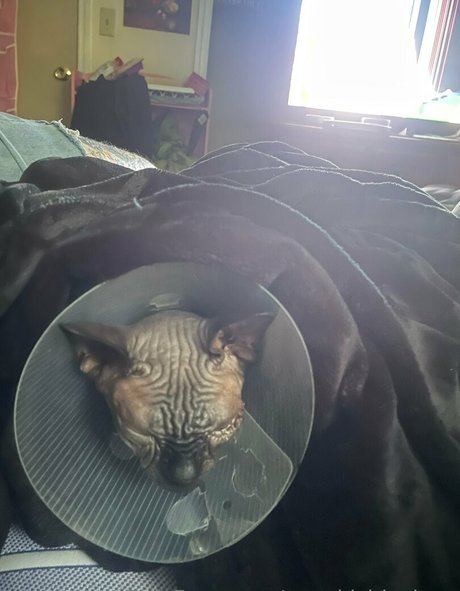 spookisideshow model top gallery