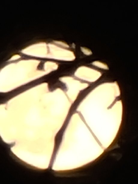 YourPalAl porn actress pic