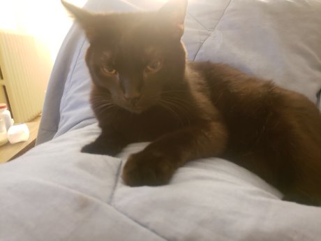 Pika Good Boy model adult pic