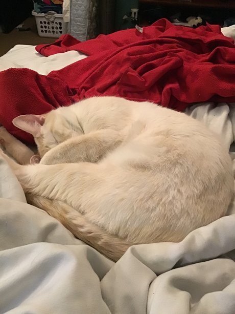 u8360874 nudes pornstar image