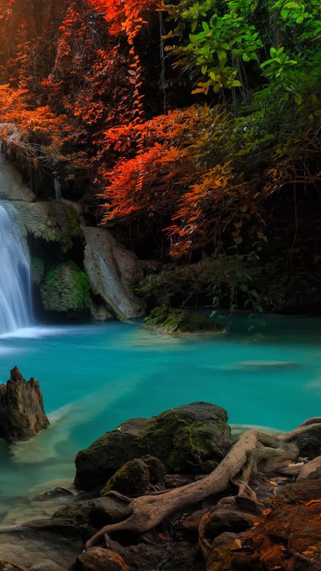 _Wolf nudes star image