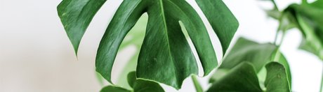 Sweet Peach 7 9_ free pornstar pictures